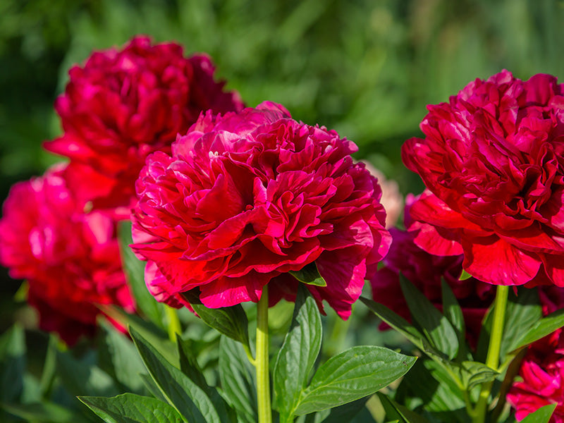 Racine de pivoine – Henry Bockstoce
