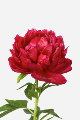 Racine de pivoine – Henry Bockstoce