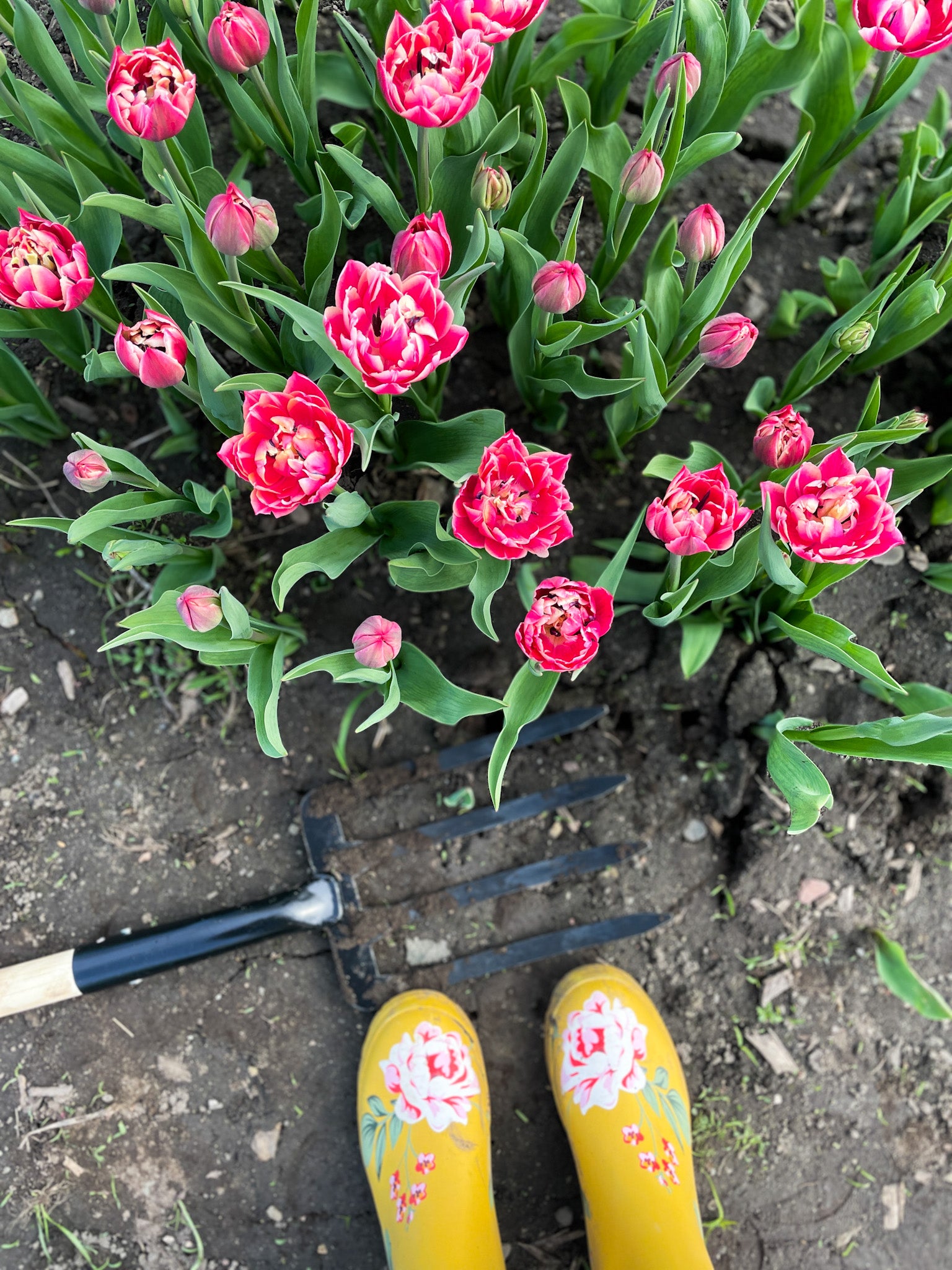Bouquet de tulipes de la ferme