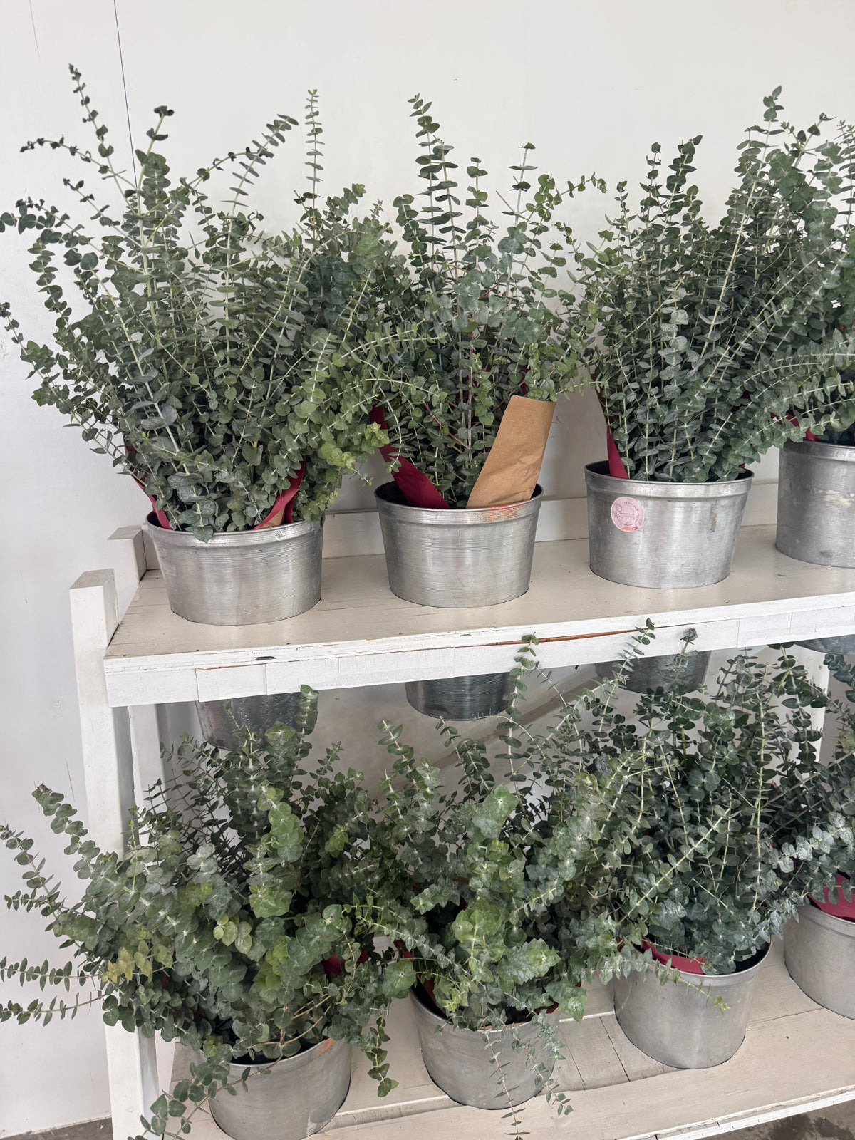 U-pick peonies: June