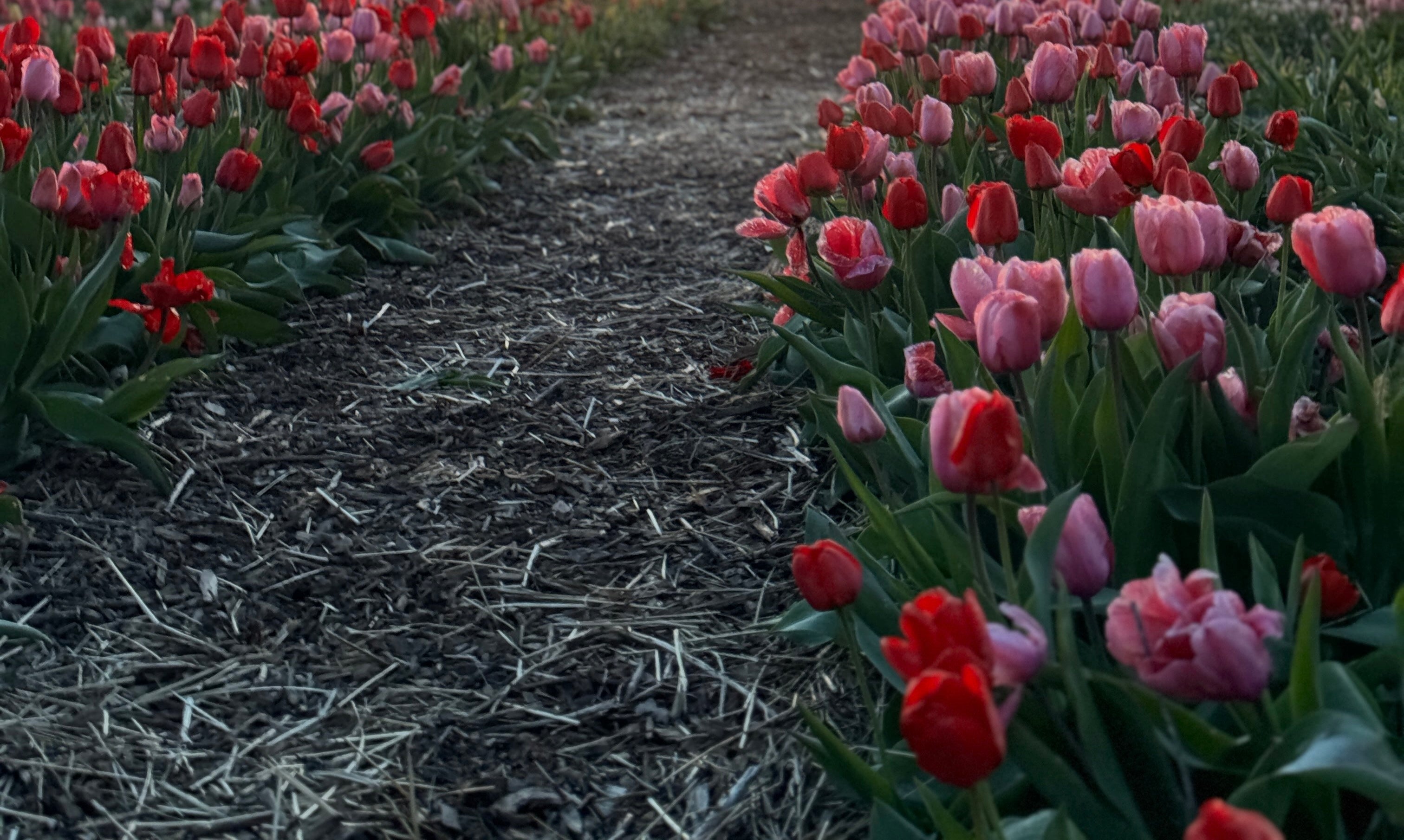 Pivoinerie Lili - autocueillette de tulipes au centre-du-québec