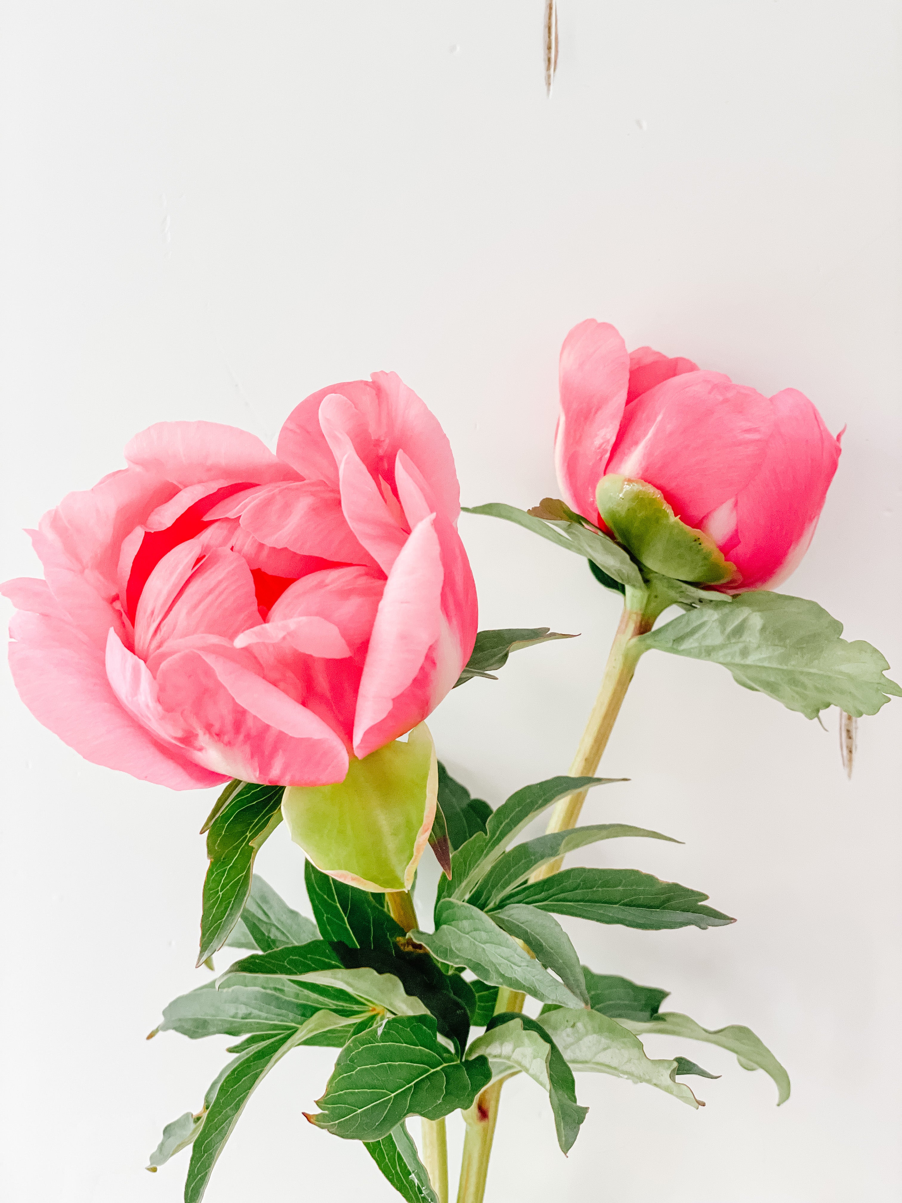 Racine de pivoine – Lovely Rose