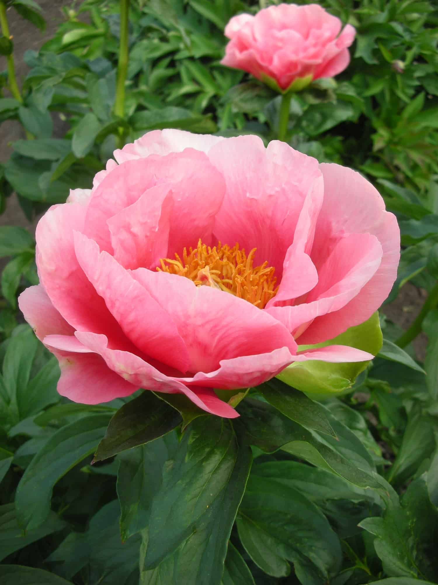 Racine de pivoine – Lovely Rose