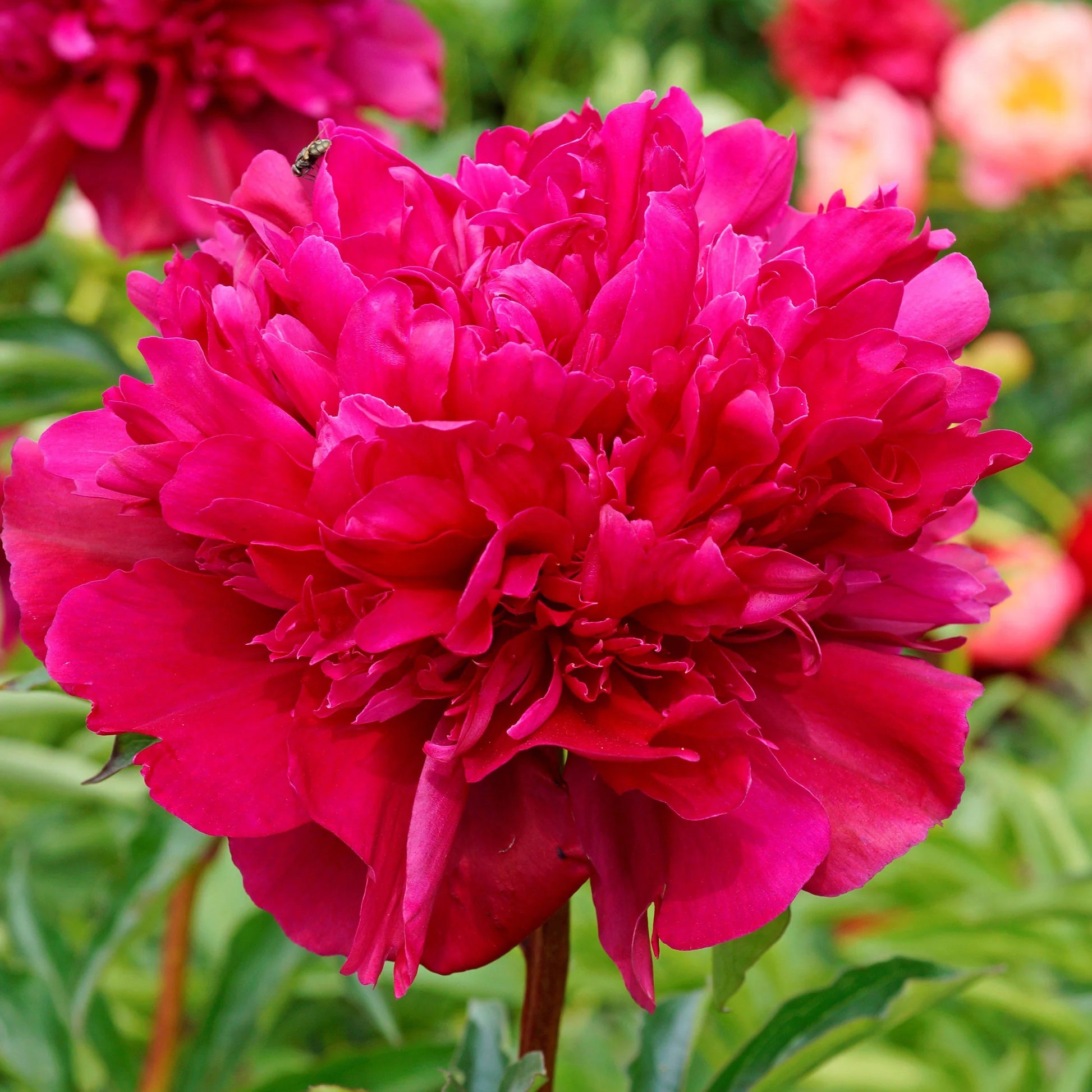 Racine de pivoine – Big Ben