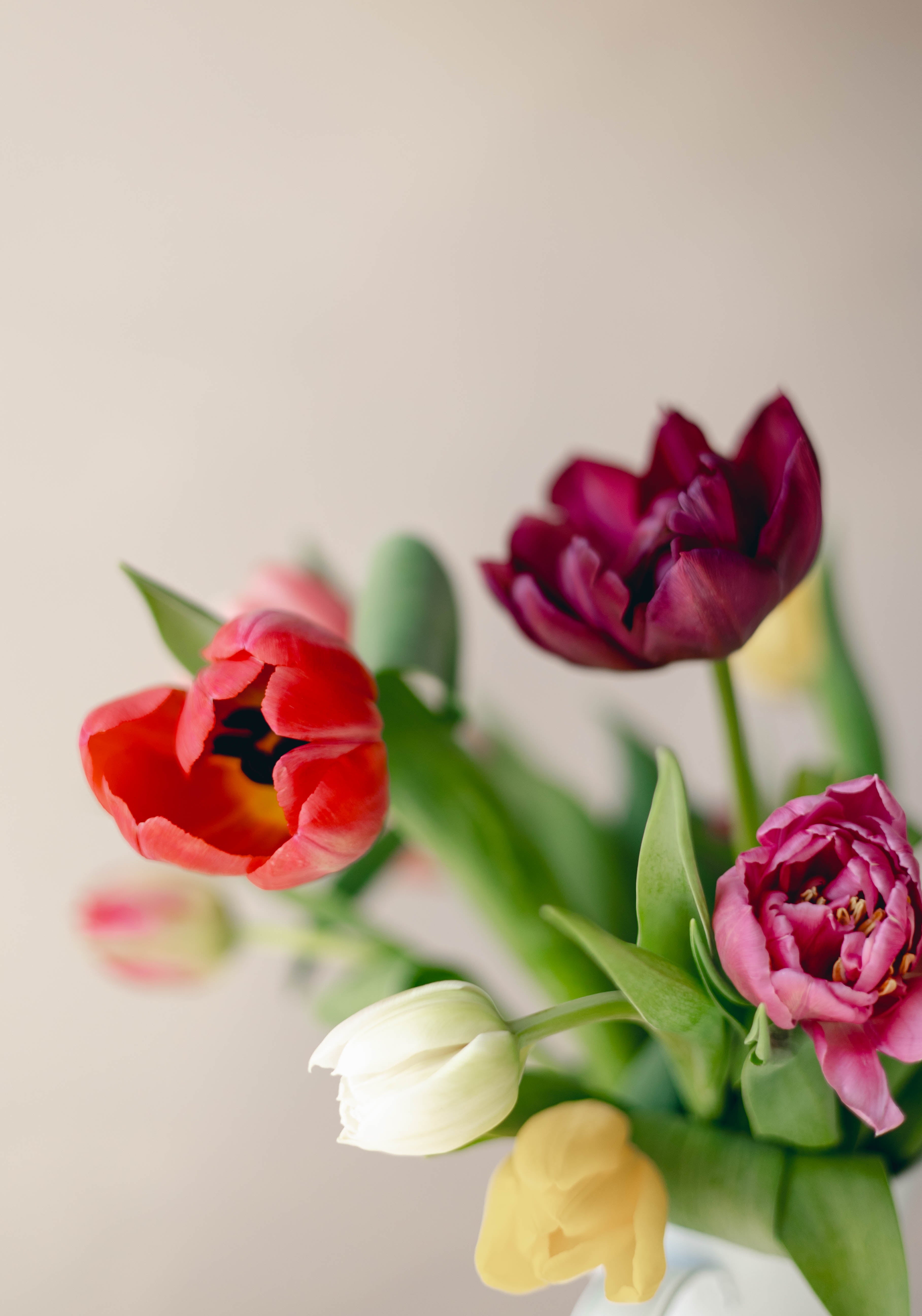 Bouquets de tulipes pour la Fête des Mères (ramassage à la ferme)