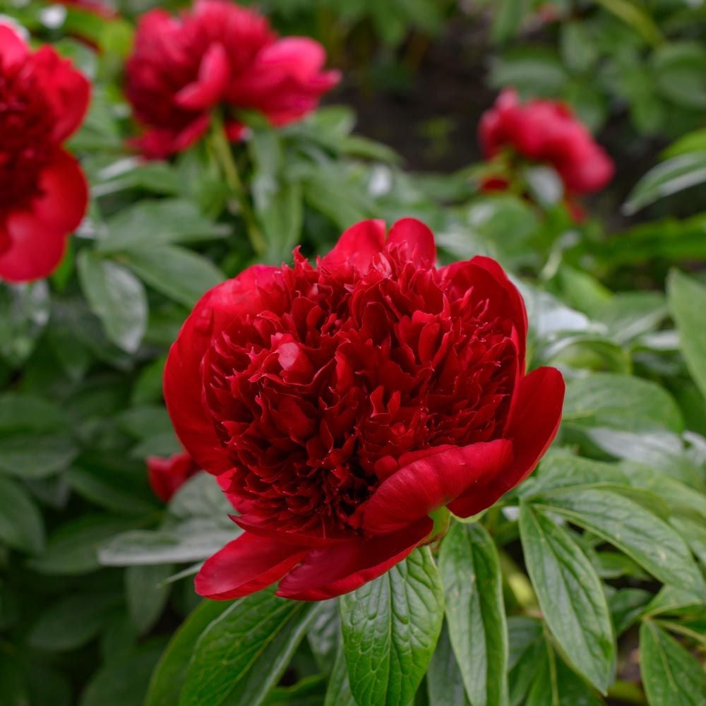 Racine de pivoine – Red Charm