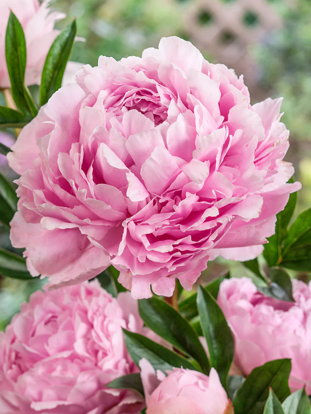 Racine de pivoine – Sarah Bernhardt