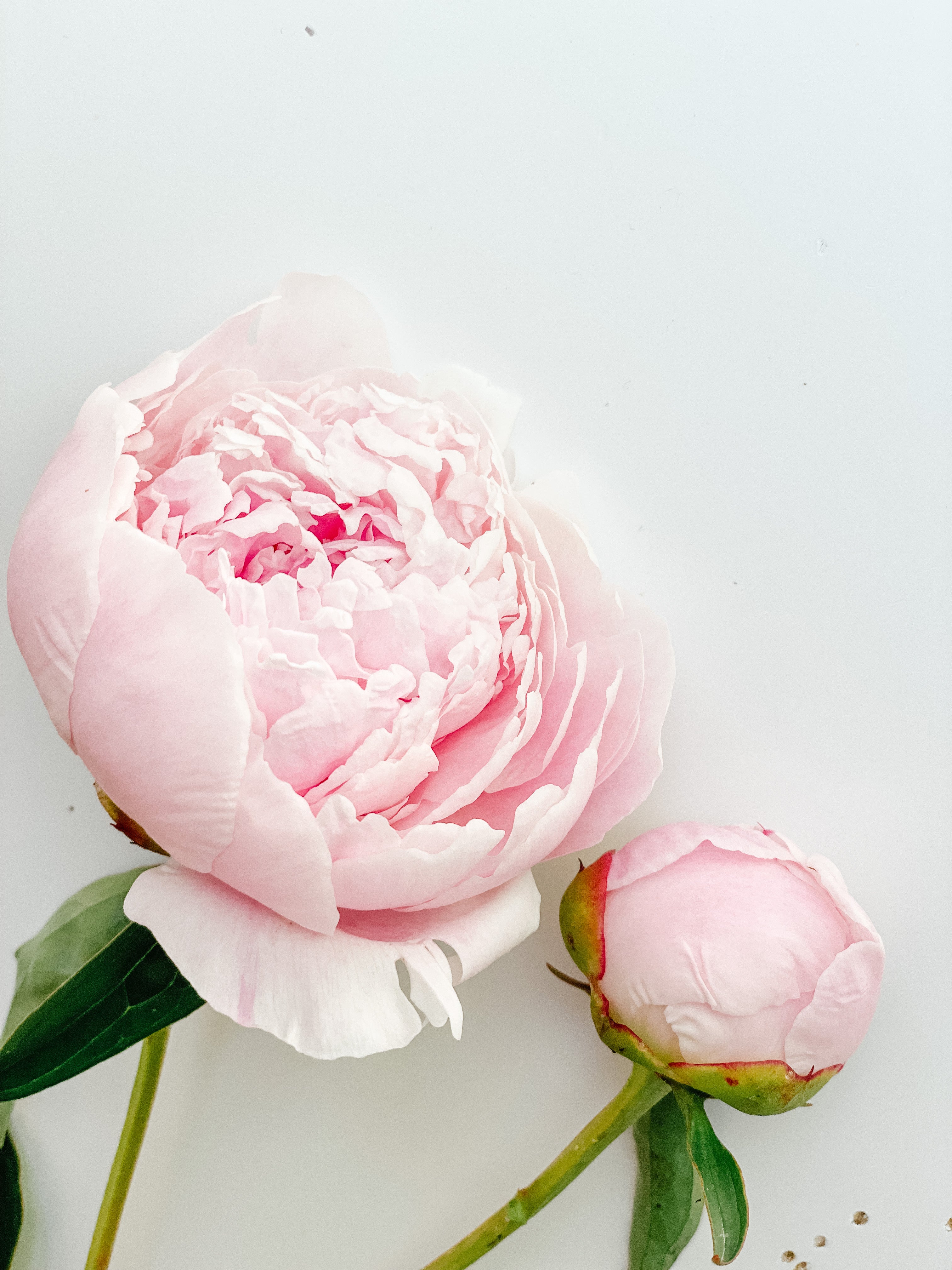 Racine de pivoine – Shirley Temple