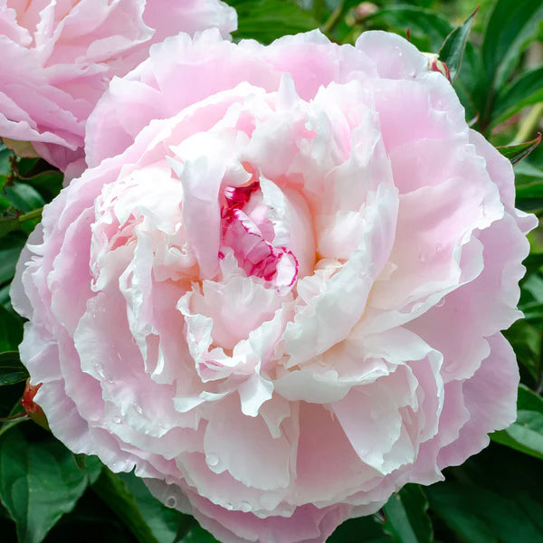 Racine de pivoine – Shirley Temple