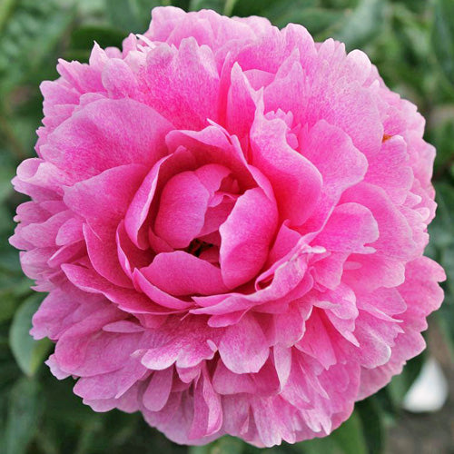 Racine de pivoine – The Fawn