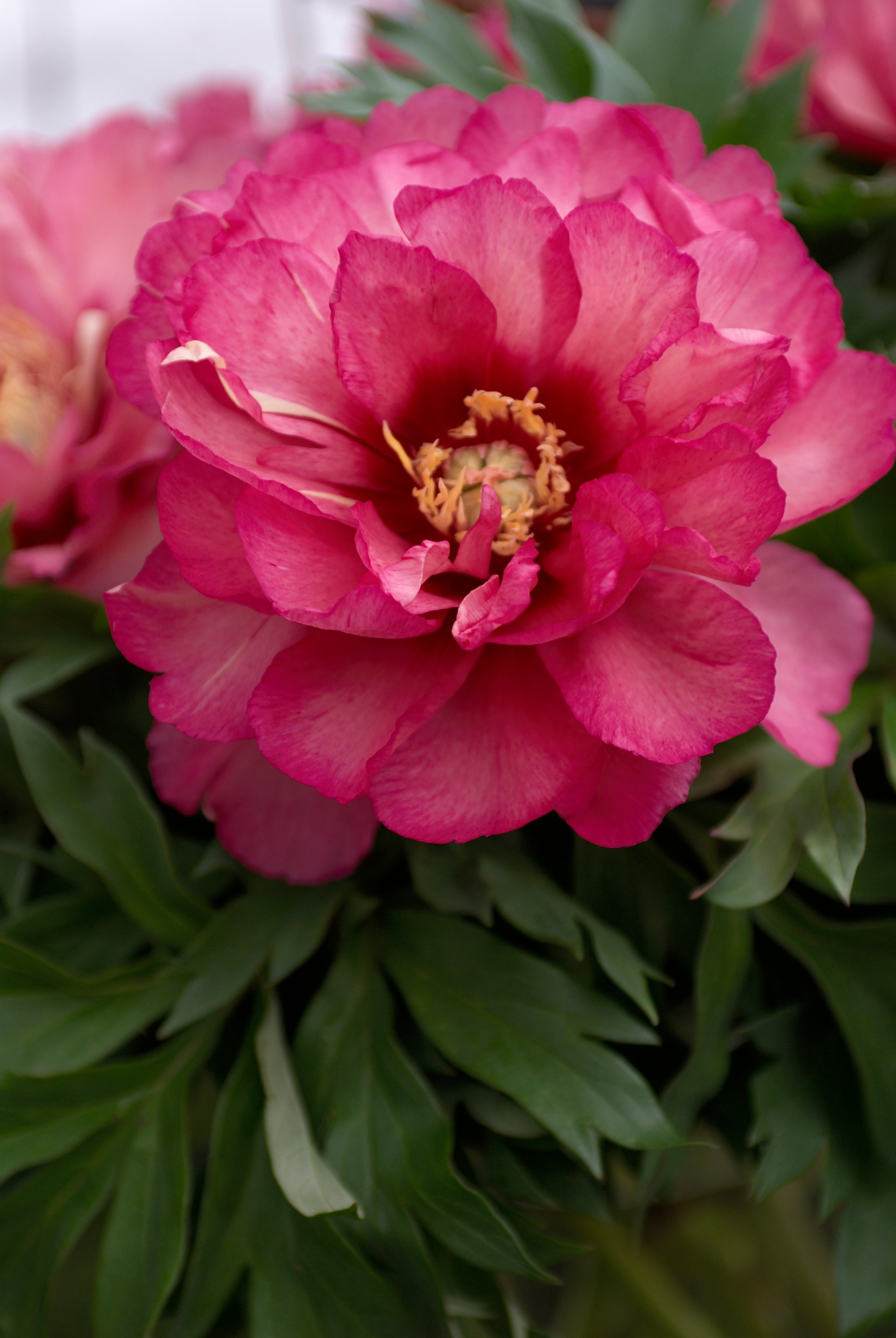 Racine de pivoine – Julia Rose